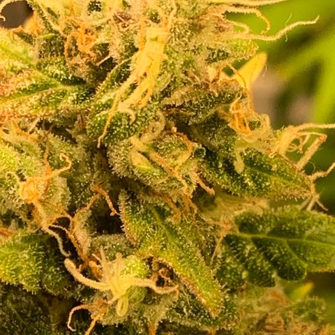 Girls #4 growlog photo: They are about a week or 2 to be harvest 