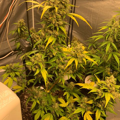 Girls #4 growlog photo: They are about a week or 2 to be harvest 