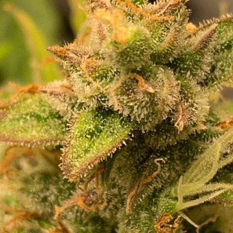 Girls #4 growlog photo: They are about a week or 2 to be harvest 