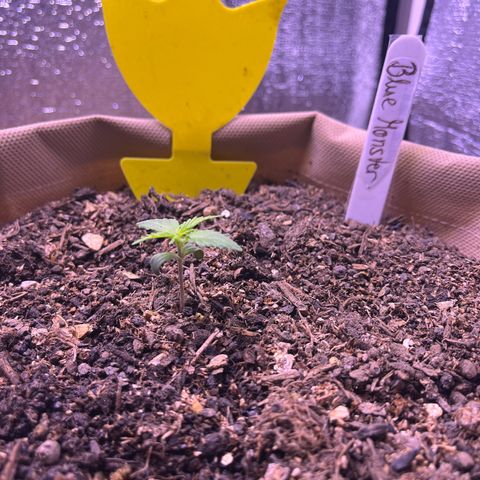 Berta growlog photo: 3 Tage nach dem Umtopfen