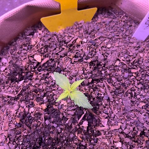 Berta growlog photo: 3 Tage nach dem Umtopfen