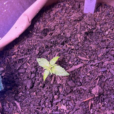 Berta growlog timeline photo