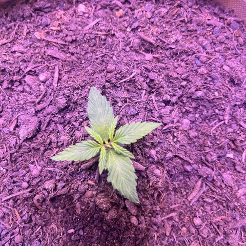 Berta growlog timeline photo