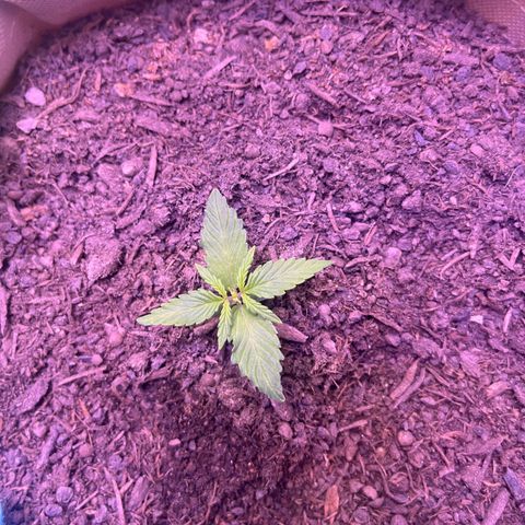 Berta growlog timeline photo