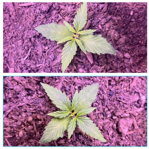 Berta growlog photo: Verlauf von heute früh 7 Uhr zu heute Abend 20 Uhr 🥰