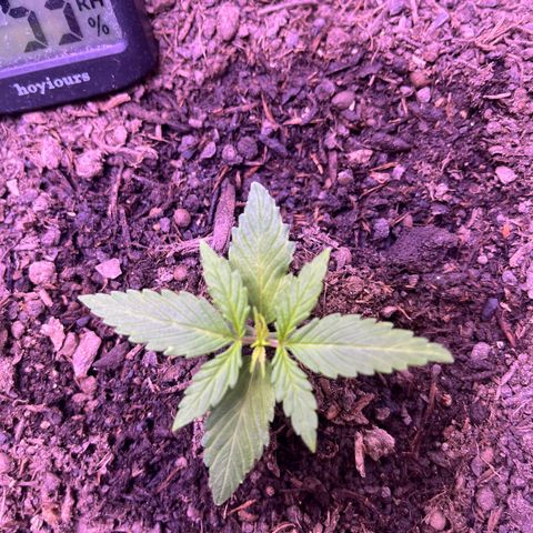 Berta growlog timeline photo