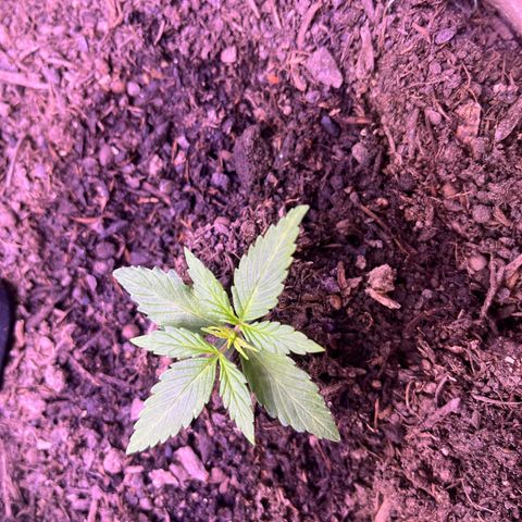 Berta growlog timeline photo
