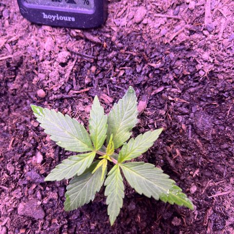 Berta growlog timeline photo