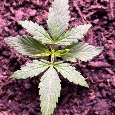 Berta growlog timeline photo