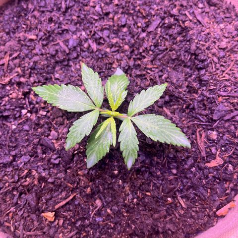 Berta growlog timeline photo