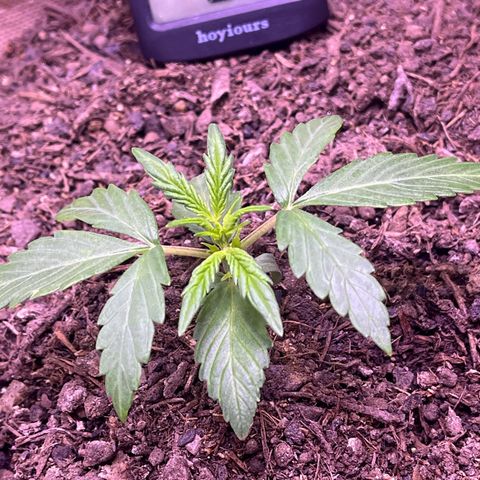 Berta growlog photo: Umzug ins Growzelt