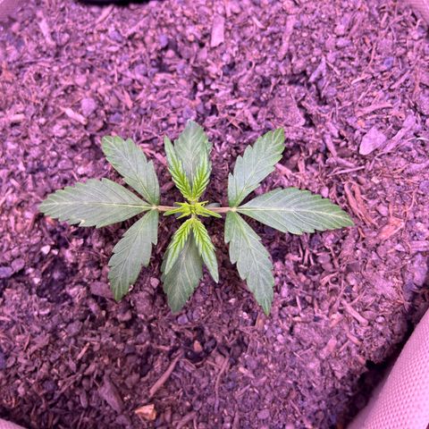 Berta growlog photo: Umzug ins Growzelt