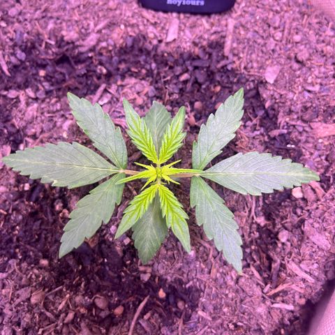 Berta growlog photo: Erste Nacht im Zelt 