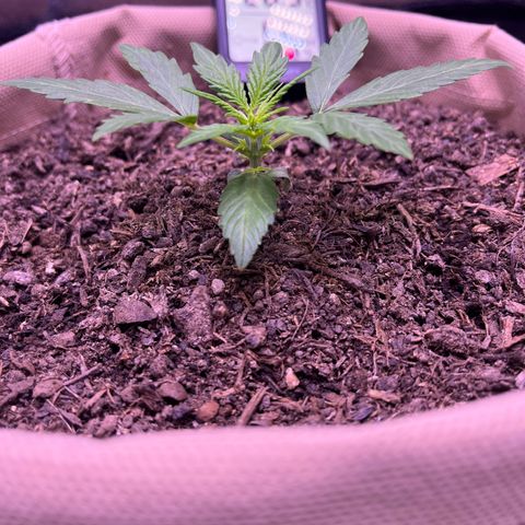 Berta growlog photo: Nachmittags 
Luftbefeuchter läuft 