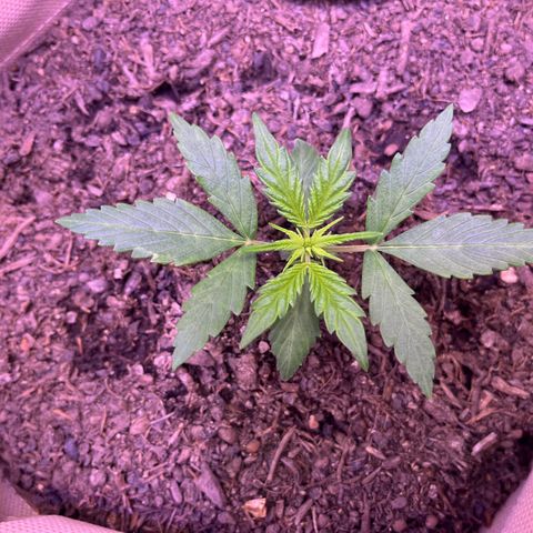 Berta growlog photo: Nachmittags 
Luftbefeuchter läuft 