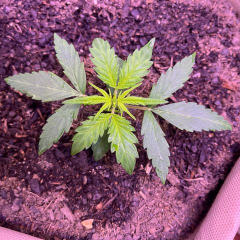Berta growlog timeline photo