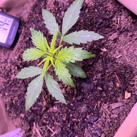 Berta growlog timeline photo