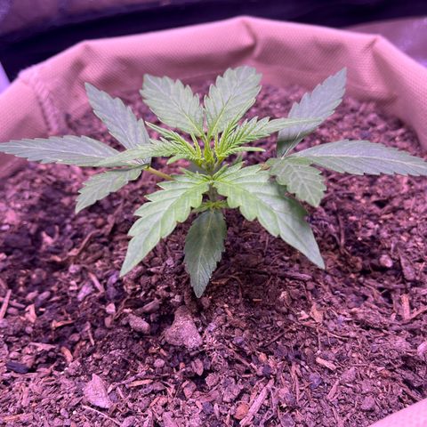 Berta growlog timeline photo