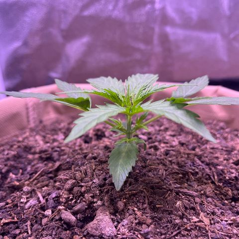 Berta growlog timeline photo
