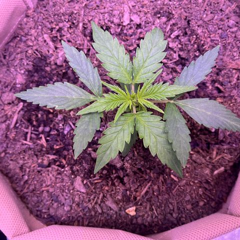 Berta growlog photo: Abends 