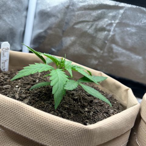 Berta growlog photo: Heute nicht gegossen 
Stamm wird stark, freu ich mich drüber 