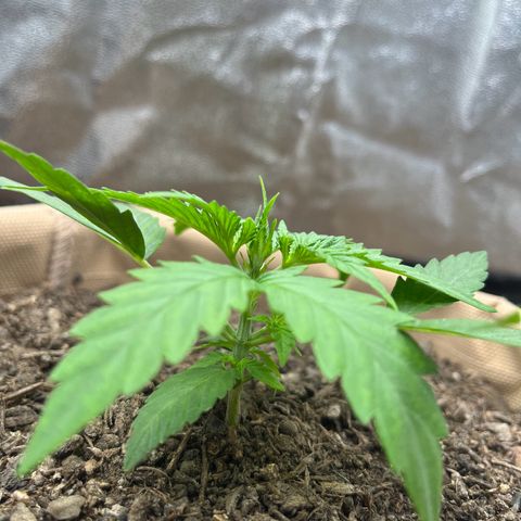 Berta growlog photo: Heute nicht gegossen 
Stamm wird stark, freu ich mich drüber 