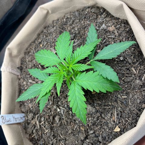 Berta growlog photo: Heute nicht gegossen 
Stamm wird stark, freu ich mich drüber 