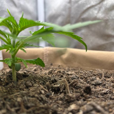 Berta growlog photo: Heute nicht gegossen 
Stamm wird stark, freu ich mich drüber 