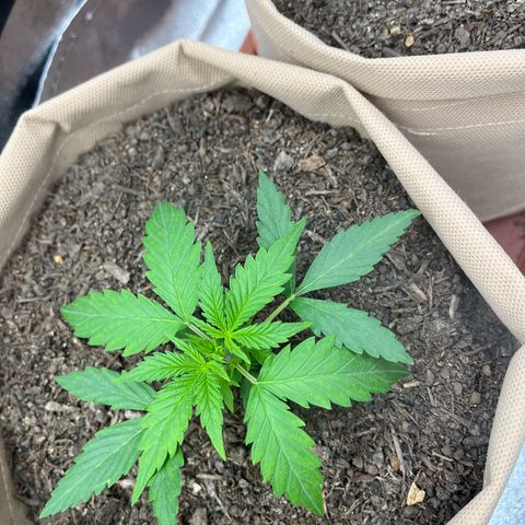 Berta growlog photo: Heute nicht gegossen 
Stamm wird stark, freu ich mich drüber 