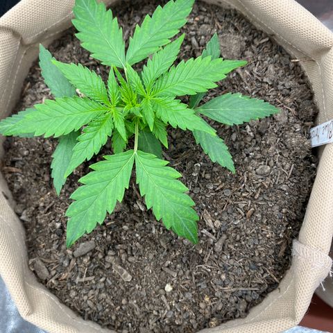 Berta growlog photo: Blätter sind zwischen den „Ader“ heller gefärbt, evtl Mangelerscheinung. Morgen wird CalMag dazu gegeben 