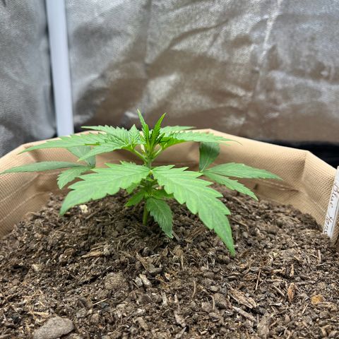 Berta growlog photo: Blätter sind zwischen den „Ader“ heller gefärbt, evtl Mangelerscheinung. Morgen wird CalMag dazu gegeben 