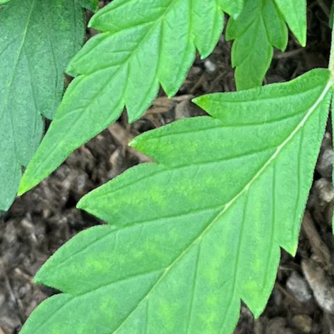 Berta growlog photo: Blätter sind zwischen den „Ader“ heller gefärbt, evtl Mangelerscheinung. Morgen wird CalMag dazu gegeben 
