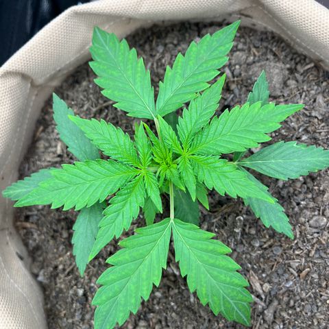 Berta growlog photo: Blätter sind zwischen den „Ader“ heller gefärbt, evtl Mangelerscheinung. Morgen wird CalMag dazu gegeben 