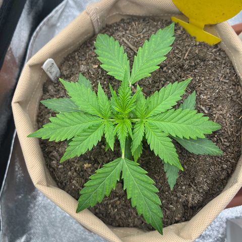 Berta growlog timeline photo
