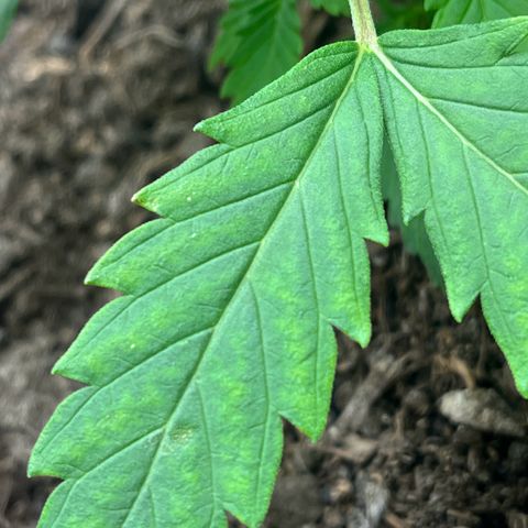 Berta growlog photo: Mangelerscheinungen werden deutlicher, sobald das nächste Gießen ansteht kommt CalMag und Dünger rein. Vermutlich morgen Abend 