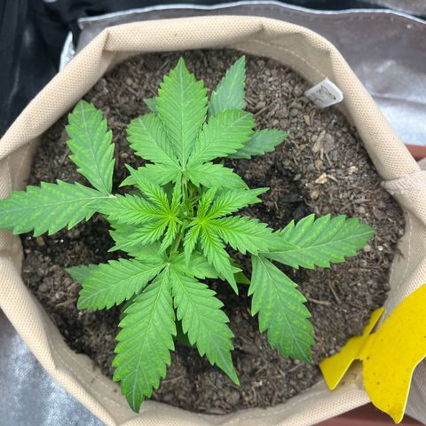 Berta growlog timeline photo