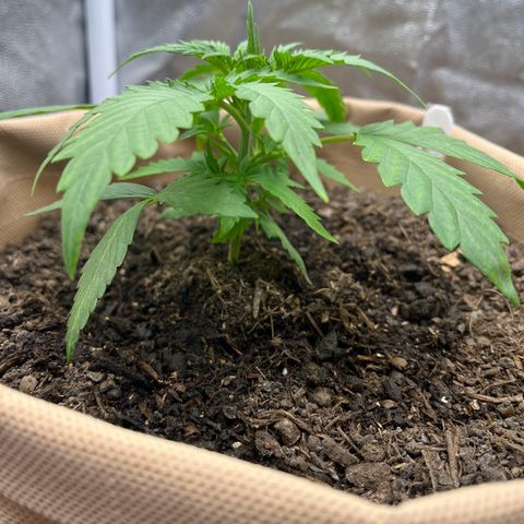 Berta growlog timeline photo