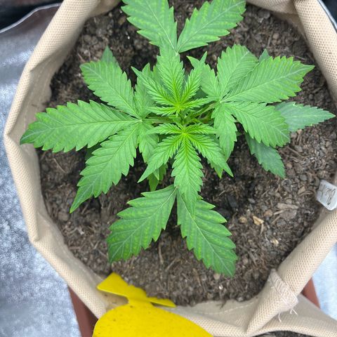 Berta growlog timeline photo