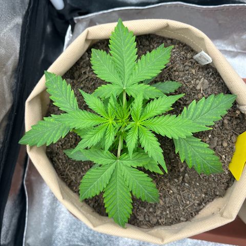 Berta growlog photo: Erste kleine Härchen zu sehen? 