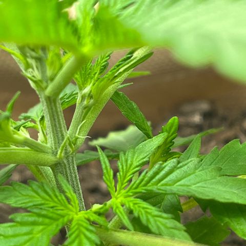 Berta growlog photo: Erste kleine Härchen zu sehen? 