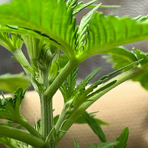 Berta growlog photo: Erste kleine Härchen zu sehen? 