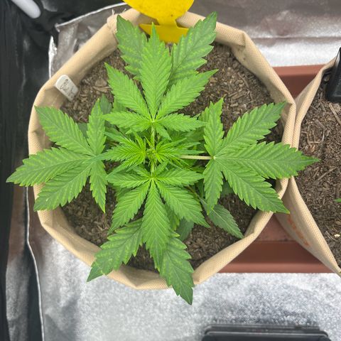 Berta growlog photo:  Blätter zeigen immer noch Chlorose 