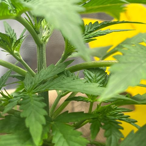 Berta growlog photo:  Blätter zeigen immer noch Chlorose 