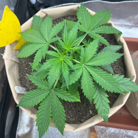 Berta growlog timeline photo