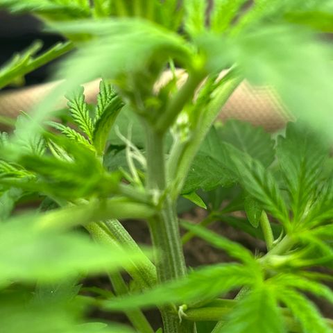 Berta growlog timeline photo