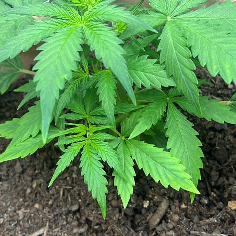 Berta growlog photo: Nach dem Zuschnitt ist es etwas lichter geworden