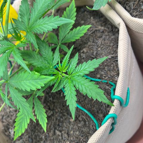 Berta growlog photo: Mangelerscheinungen scheinen sich zu reduzieren, neue Blätter zeigen weniger „Maserung“, teils sogar gar keine 