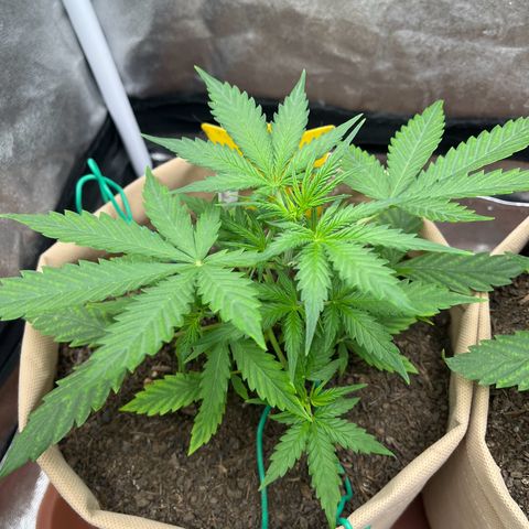 Berta growlog photo: Mangelerscheinungen scheinen sich zu reduzieren, neue Blätter zeigen weniger „Maserung“, teils sogar gar keine 