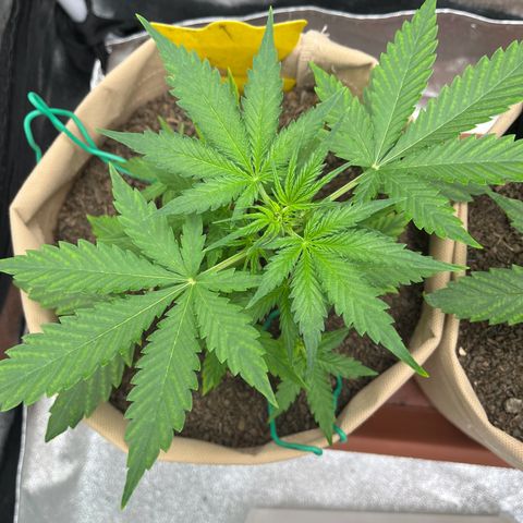 Berta growlog photo: Mangelerscheinungen scheinen sich zu reduzieren, neue Blätter zeigen weniger „Maserung“, teils sogar gar keine 
