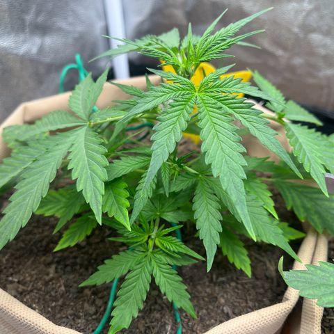 Berta growlog photo: Mangelerscheinungen weiterhin auf dem Weg der Besserung 